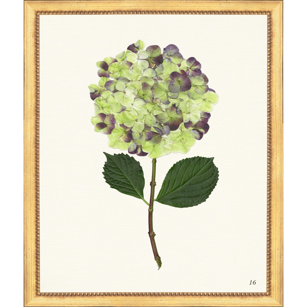 TLC HYDRANGEA 16 20 X 24 The Leonard Collection tlc-hydrangea-16-20-x-24-the-leonard-collection