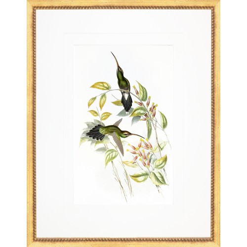 AP- GOULD HUMMINGBIRD 3